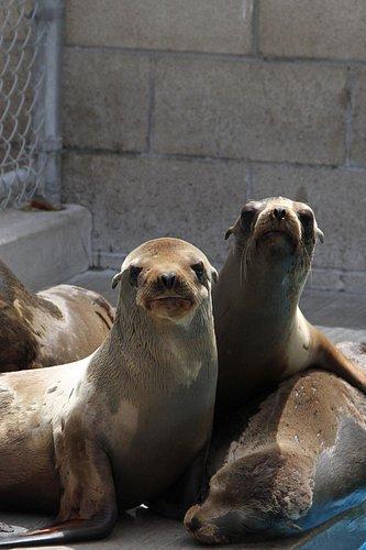 Pacific Marine Mammal Center